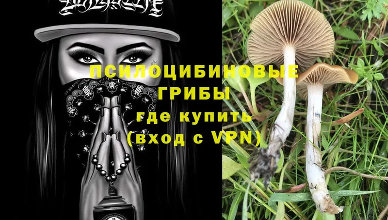 Псилоцибиновые грибы Psilocybe  Агрыз 